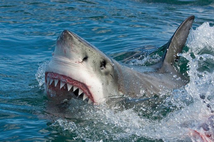 Své štěstí tak zkouší například lovec žraloků Quint, ichtyolog Hooper či policista Brody.