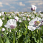 Mák je považován za rostlinu, kterou lze využívat i jako drogu.