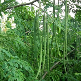 Křen
Moringa je ovšem ještě všestrannější. Ano, spotřebovat z ní jdou totiž i květy anebo kořeny. Ale u kořenů se musí opatrně dávkovat množství, protože pokud by se jejich konzumace přehnala, může dojít k otravě. V malém množství jsou prospěšné a lze je použít místo křenu.