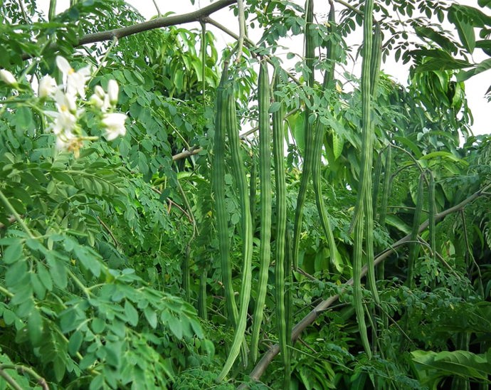 Křen

Moringa je ovšem ještě všestrannější. Ano, spotřebovat z ní jdou totiž i květy anebo kořeny. Ale u kořenů se musí opatrně dávkovat množství, protože pokud by se jejich konzumace přehnala, může dojít k otravě. V malém množství jsou prospěšné a lze je použít místo křenu.