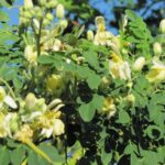 Pomazánky

Pomazánky jsou báječným řešením pro všechny, kdo potřebují do jídelníčku zavést nové ingredience, ale nevědí, jak na to. Do pomazánek se dobře hodí moringa v prášku, případně olej ze semen. Napoprvé zvolte opravdu jen minimální množství příměsi a dejte ji do pomazánky s výraznější chutí. Uvidíte, že výsledek bude dobrý a moringu začnete konzumovat nebo nabízet rodině s menšími obavami