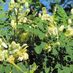 Pomazánky
Pomazánky jsou báječným řešením pro všechny, kdo potřebují do jídelníčku zavést nové ingredience, ale nevědí, jak na to. Do pomazánek se dobře hodí moringa v prášku, případně olej ze semen. Napoprvé zvolte opravdu jen minimální množství příměsi a dejte ji do pomazánky s výraznější chutí. Uvidíte, že výsledek bude dobrý a moringu začnete konzumovat nebo nabízet rodině s menšími obavami