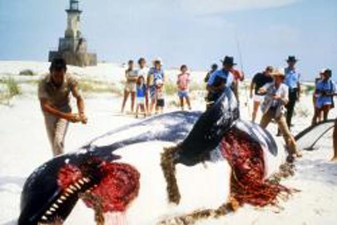 Když se u pláží rekreačního městečka začnou ztrácet lidé a moře vyplaví tělo kosatky s obřími kousanci, je si policejní náčelník jistý, že se opět objevil bílý lidožravý žralok. I přes jeho naléhání však vedení města odmítá uzavřít pláže a vyhlásit pohotovost.