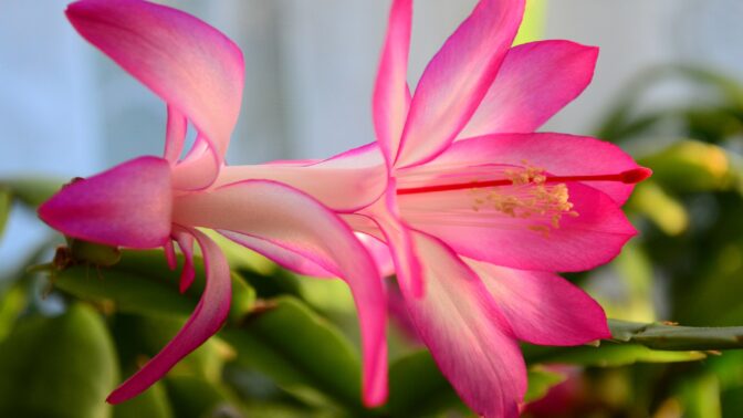 7 důvodů, proč byste si letos měli pořídit vánoční kaktus