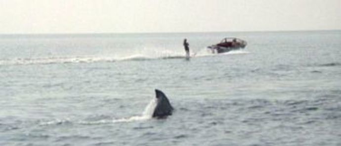 Když se u pláží rekreačního městečka začnou ztrácet lidé a moře vyplaví tělo kosatky s obřími kousanci, je si policejní náčelník jistý, že se opět objevil bílý lidožravý žralok. I přes jeho naléhání však vedení města odmítá uzavřít pláže a vyhlásit pohotovost.