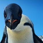 Pokud nedovedete zpívat, jste mezi tučňáky z arktických plání nikým.