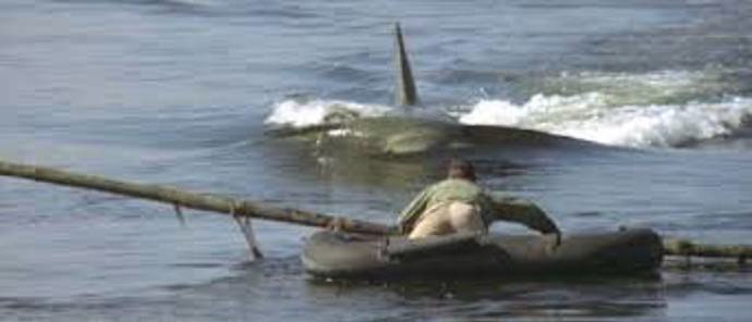 Když se u pláží rekreačního městečka začnou ztrácet lidé a moře vyplaví tělo kosatky s obřími kousanci, je si policejní náčelník jistý, že se opět objevil bílý lidožravý žralok. I přes jeho naléhání však vedení města odmítá uzavřít pláže a vyhlásit pohotovost.