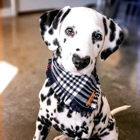 Že by se chystal na procházku?