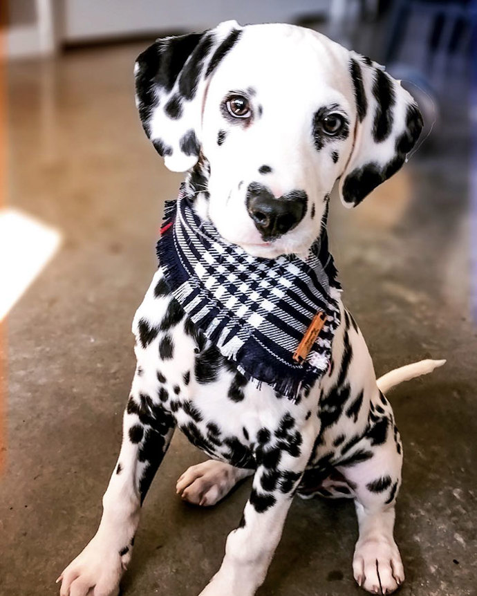 Že by se chystal na procházku?