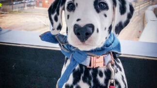 Wiley na svých cestách.