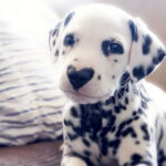 Ten dostane každého...