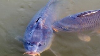 Většina Čechů si stále nedokáže představit Vánoce bez kapra