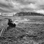 Nabarvené ptáče je český film režiséra Václava Marhoula z roku 2019 podle stejnojmenného románu polského spisovatele Jerzyho Kosińského z roku 1965.