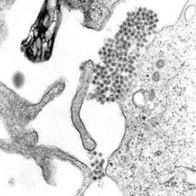 Virus dengue způsobuje stejnojmennou horečku, kterou provází obrovské bolesti a pacient neuvěřitelně trpí. Mimo jiné má pocity zlámaných končetin. První zmínky o nemoci, kterou přenášejí komáři, pocházejí z roku 1779, po druhé světové válce se stala celosvětovým problémem a dnes je běžná ve více než 110 zemích světa. 