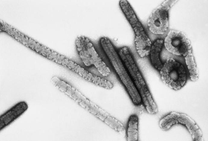 Marburg virus patří mezi velká rizika současnosti, stále je aktivní především v Angole a Ugandě (mortalita dosahuje 87 procent). Virus byl objeven v roce 1967 v Německu, konkrétně v Marburgu. Od opic dovezených na pokusy z Ugandy se tu nakazilo 25 laboratorních pracovníků, dalších 6 lidí včetně lékařů a patologa se nakazilo od nemocných lidí. Sedm osob zemřelo.