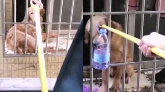 Pozorná sousedka zachránila psa, jehož majitel byl kvůli koronaviru uvězněný ve Wu-chanu