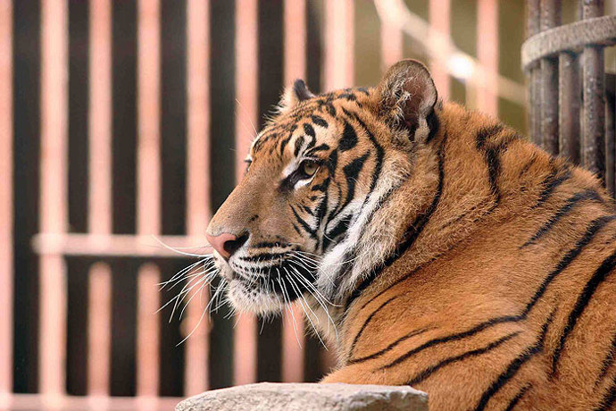 Samozřejmě nechyběli ani tygři...