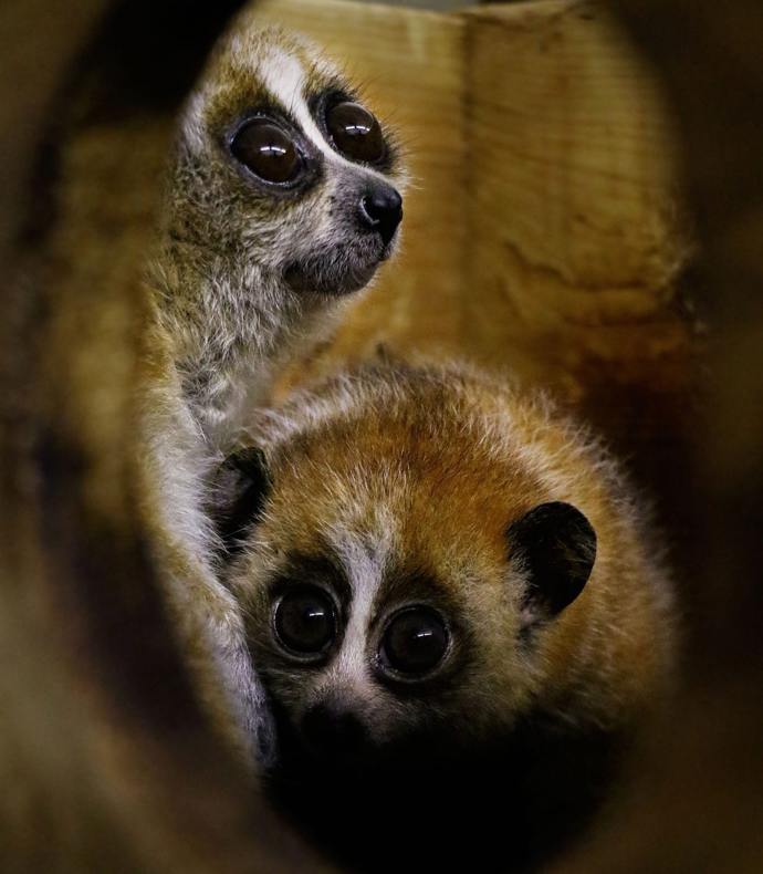 Vzácným přírůstkem jihlavské zoo jsou i dvojčata outloňů malých.