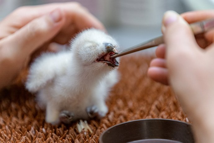 V dubnu světlo světa spatřila také tropická sova ketupa.