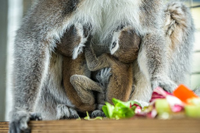 V Praze osmiletá samice lemura kata Móni přivedla na svět lemuří dvojčata. Mají se čile k světu.