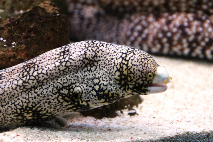 V Hodoníně přivítali nového obyvatele mořského akvária - murénu hvězdovitou.