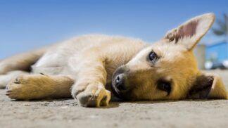 Úředníci během koronavirové krize pomáhají opuštěným a hladovým zvířatům. Dávají jim tak naději na přežití
