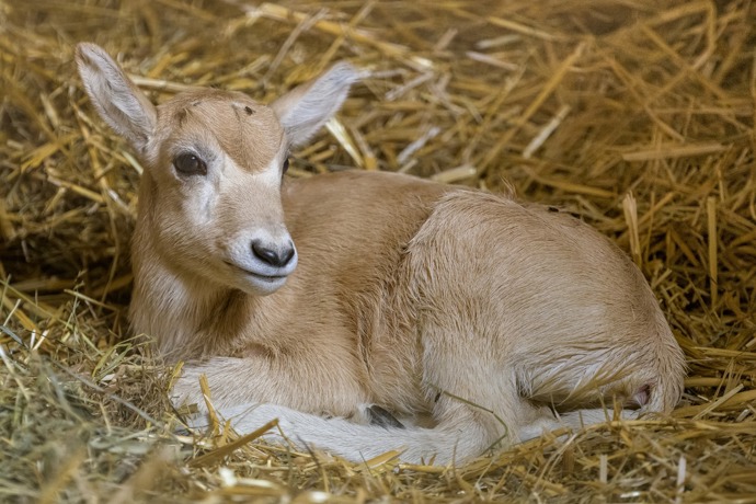 Samička adexe se narodila na velikonoční neděli v Praze.