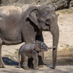 Sloní skupina v Praze nyní čítá už osm členů. 