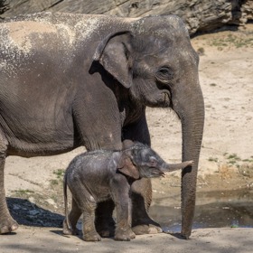 Sloní skupina v Praze nyní čítá už osm členů. 