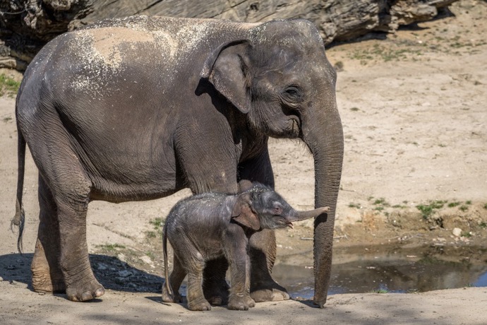 Sloní skupina v Praze nyní čítá už osm členů. 