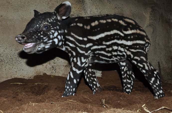 Tapíří mládě se stalo teprve druhým odchovávaným mládětem tohoto ohroženého druhu v pražské zoo.