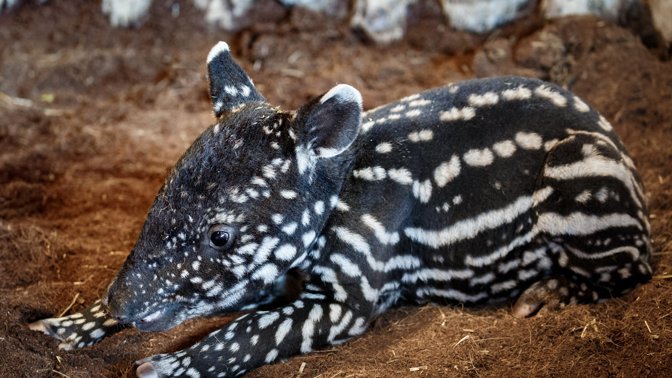 Naděje v dobách koronaviru. Podívejte se, jaká mláďata se narodila v českých zoo
