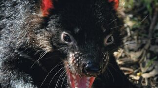 Tasmánští čerti se zabydlují v pražské zoo. Návštěvníci se na ně mohou přijít podívat již tuto sobotu