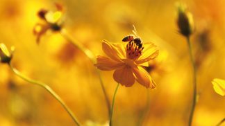 Bez včel by nám bylo ouvej. Otestujte si s námi, co o nich víte a vyhrajte hodnotný balíček!