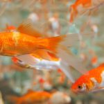 Beran (21. 3. – 20. 4.): Berani věčně věků nemají čas, proto stále s pořízením domácího mazlíčka váhají a dobře dělají, v jejich rozlítaném životě by byl totiž chudák. Nejlepší jsou pro ně rybičky, protože ty se nemusejí pravidelně venčit.