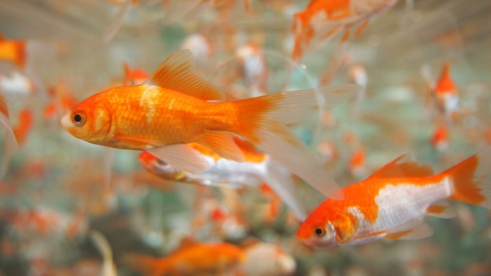 Beran (21. 3. – 20. 4.): Berani věčně věků nemají čas, proto stále s pořízením domácího mazlíčka váhají a dobře dělají, v jejich rozlítaném životě by byl totiž chudák. Nejlepší jsou pro ně rybičky, protože ty se nemusejí pravidelně venčit.