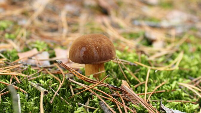 Netradiční smaženice z hub podle Zdeňka Pohlreicha: Houby nemyjte pod vodou, použijte utěrku, říká