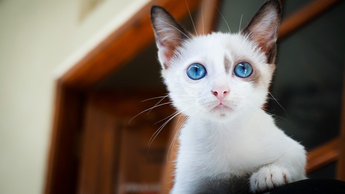 Ryby (21. 2. – 20. 3.): Ryby jsou milovníci psů a koček. Je jim jedno, o jaké plemeno se jedná, hlavně když jim bude prokazovat lásku. Domácí mazlíček je pro Ryby člen rodiny a má stejná práva jako její ostatní členové.