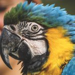 Blíženci (22. 5. – 21. 6.): Lidé v tomto znamení zvěrokruhu jsou hodně upovídaní, proto by k nim seděl papoušek. Když si pořídí druh, který umí pořádně mluvit, mohou si spolu pořádně pokecat a v domácnosti nebude nikdy nuda.