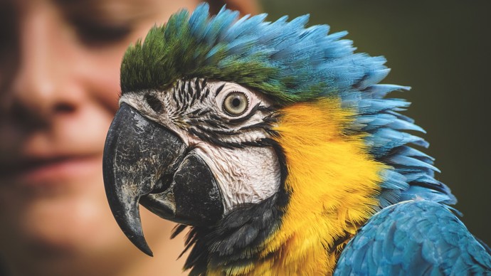 Blíženci (22. 5. – 21. 6.): Lidé v tomto znamení zvěrokruhu jsou hodně upovídaní, proto by k nim seděl papoušek. Když si pořídí druh, který umí pořádně mluvit, mohou si spolu pořádně pokecat a v domácnosti nebude nikdy nuda.