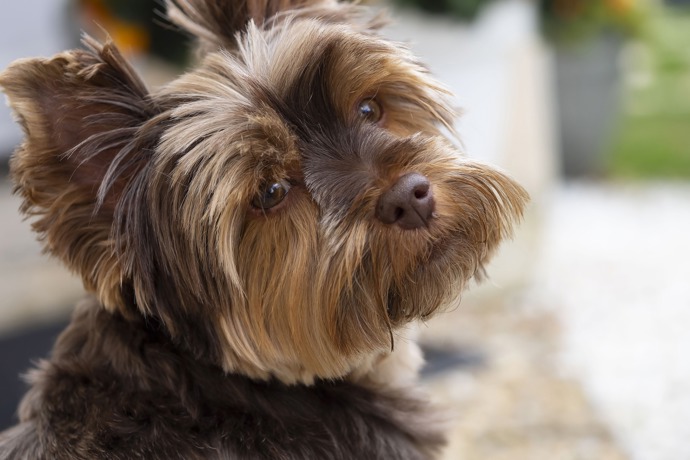 Kozoroh (22. 12. – 20. 1.): Kozorozi by si měli pořídit malé psí plemeno do kabelky. Mohou ho tak nosit všude, jsou totiž takoví kavárenští povaleči, a to je pro ně při volbě mazlíčka důležité. Taková čivava nebo jorkšír je pro ně ideální volba.