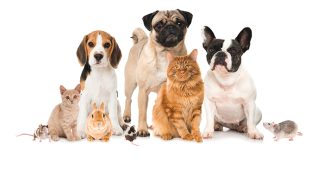 Dámy, pozor! Lékárna.cz varuje před nejčastějšími chybami při odčervování vašich milovaných domácích mazlíčků