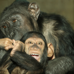 Zoologická zahrada v Plzni se raduje z nedávného přírůstku šimpanze učenlivého Caila.