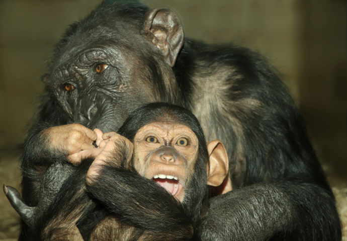 Zoologická zahrada v Plzni se raduje z nedávného přírůstku šimpanze učenlivého Caila.
