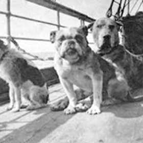 Celkem bylo na palubě 12 psů. 