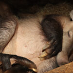 Dalšími z významných přistěhovalců do plzeňské zoo jsou hrabáči kapští.