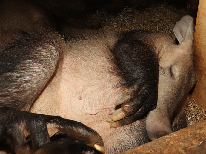Dalšími z významných přistěhovalců do plzeňské zoo jsou hrabáči kapští.
