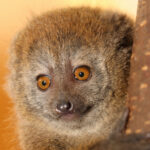 Lemur rákosový si návštěvníky většinou zvědavě prohlíží.