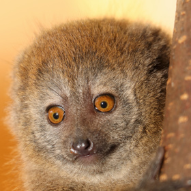 Lemur rákosový si návštěvníky většinou zvědavě prohlíží.