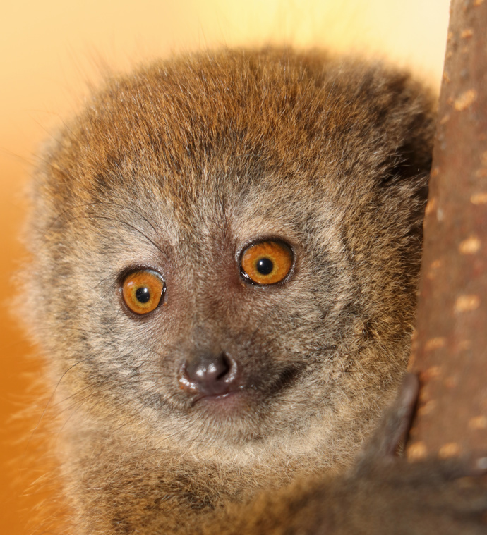 Lemur rákosový si návštěvníky většinou zvědavě prohlíží.